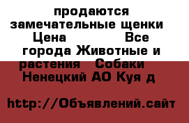 продаются замечательные щенки › Цена ­ 10 000 - Все города Животные и растения » Собаки   . Ненецкий АО,Куя д.